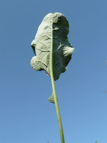 Brassica rapa L. subsp. sylvestris (L.) Janch. var. esculenta Hort.