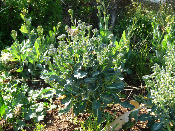 Brassica rapa L. subsp. sylvestris (L.) Janch. var. esculenta Hort.
