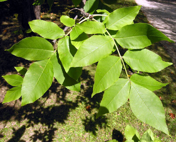 Fraxinus americana L.