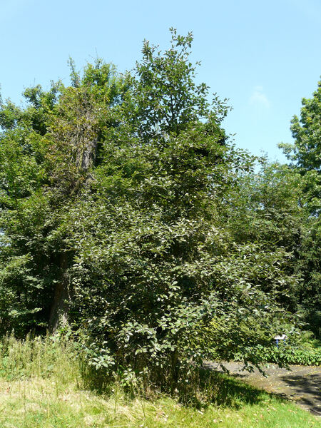 Sorbus austriaca (Beck) Hayek
