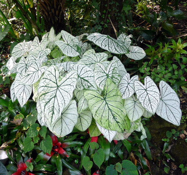 Caladium bicolor (Aiton) Vent. 'White Queen'