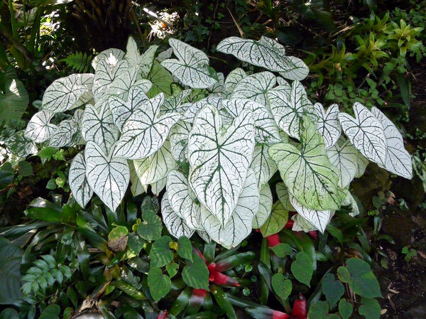 Caladium bicolor (Aiton) Vent. 'White Queen'