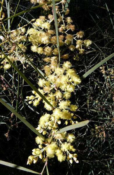 Acacia iteaphylla F.Muell. ex Benth.