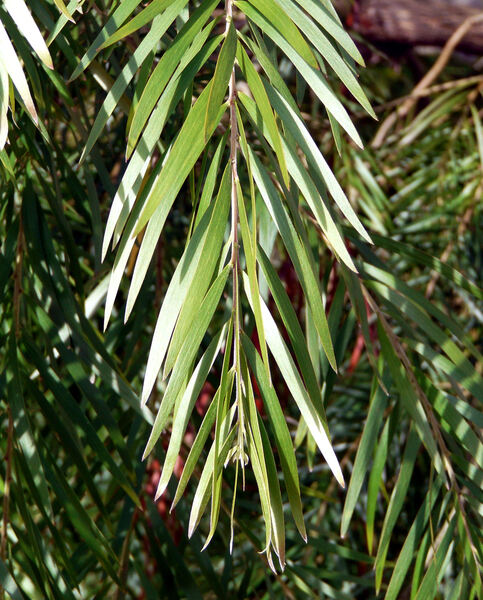 Acacia sophorae (Labill.) Court