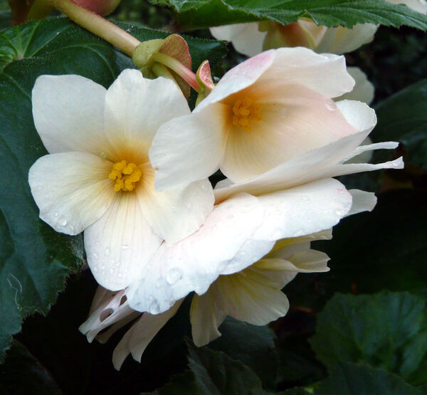 Begonia x tuberhybrida Voss 'Superba Wit'