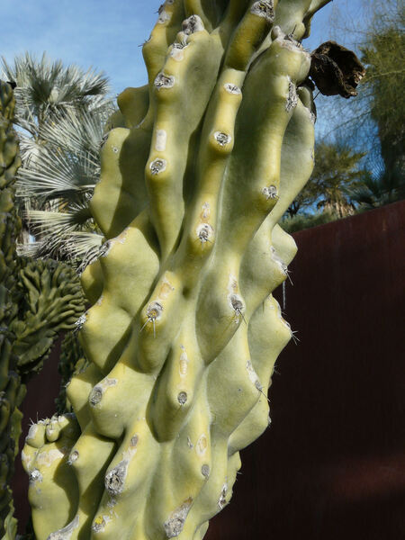 Cereus hildmannianus K. Schum. 'Monstruosus'