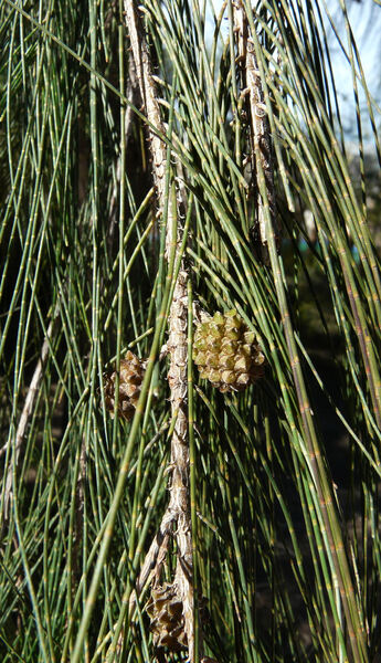 Casuarina cunninghamiana Miq. subsp. cunninghamiana