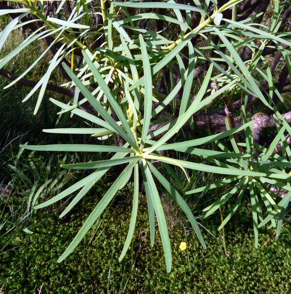 Euphorbia berthelotii Bolle ex Boiss.