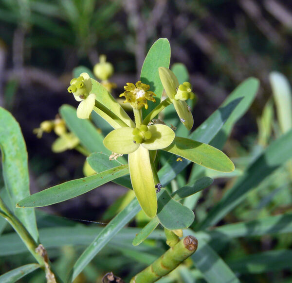 Euphorbia regis-jubae Webb & Berth.