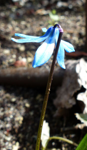 Othocallis siberica (Haw.) Speta 'Spring Beauty'