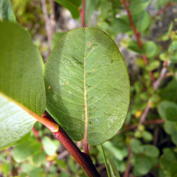 Salix myrtilloides L.