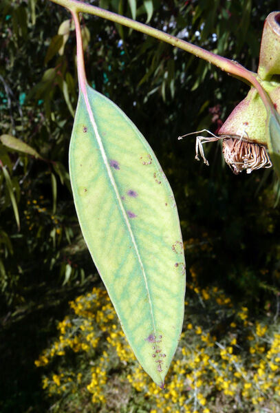 Eucalyptus cosmophylla F. Muell.