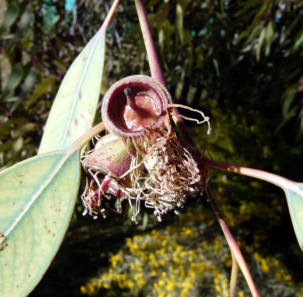 Eucalyptus cosmophylla F. Muell.