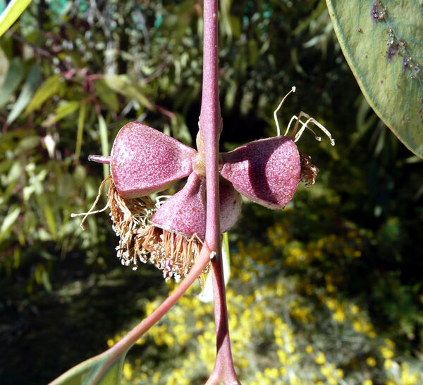 Eucalyptus cosmophylla F. Muell.