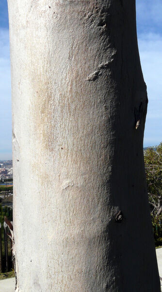 Eucalyptus diversicolor F.Muell.