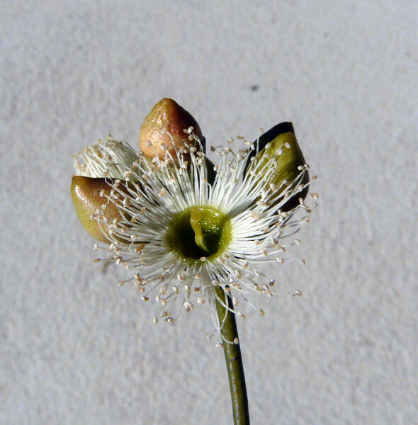 Eucalyptus diversicolor F.Muell.