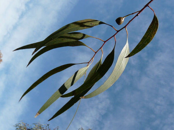 Eucalyptus leucoxylon F. Muell. 'Rosea'