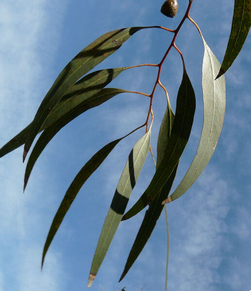 Eucalyptus leucoxylon F. Muell. 'Rosea'