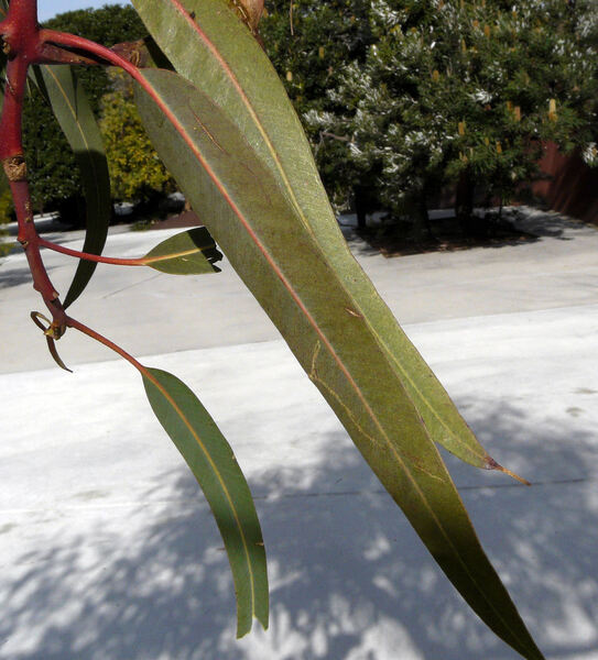 Eucalyptus erythrocorys F. Muell.