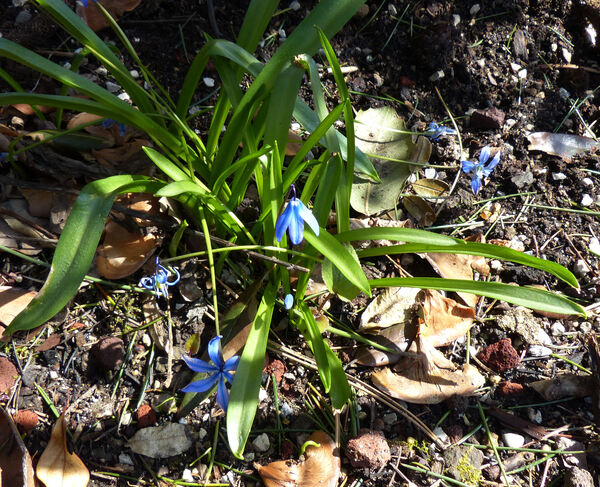 Othocallis siberica (Haw.) Speta 'Spring Beauty'
