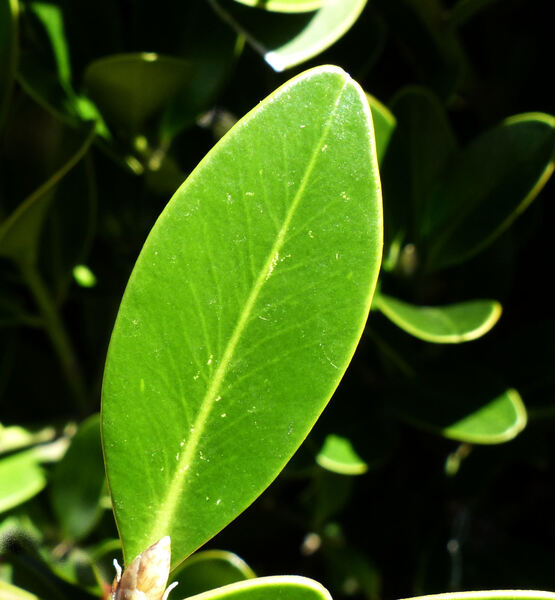 Buxus balearica Lam.