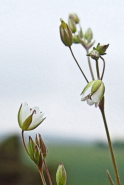 Sabulina tenuifolia (L.) Rchb. subsp. vaillantiana (DC.) Dillenb. & Kadereit