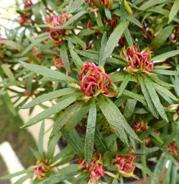 Rhododendron stenopetalum (Hogg) Mabb. 'Linearifolium'