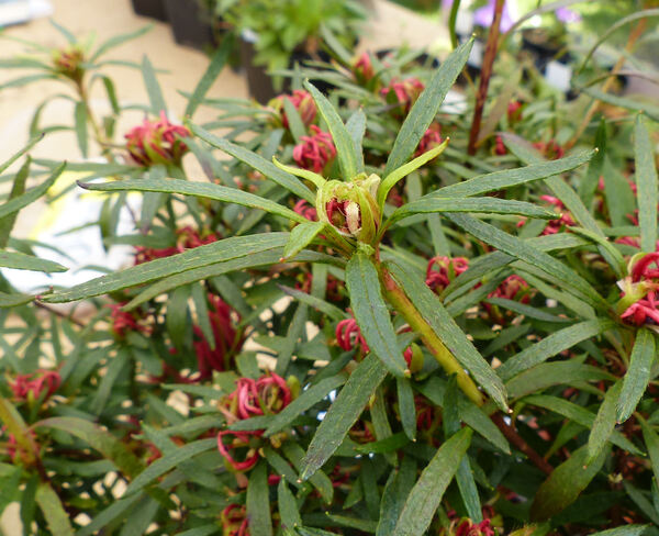Rhododendron stenopetalum (Hogg) Mabb. 'Linearifolium'