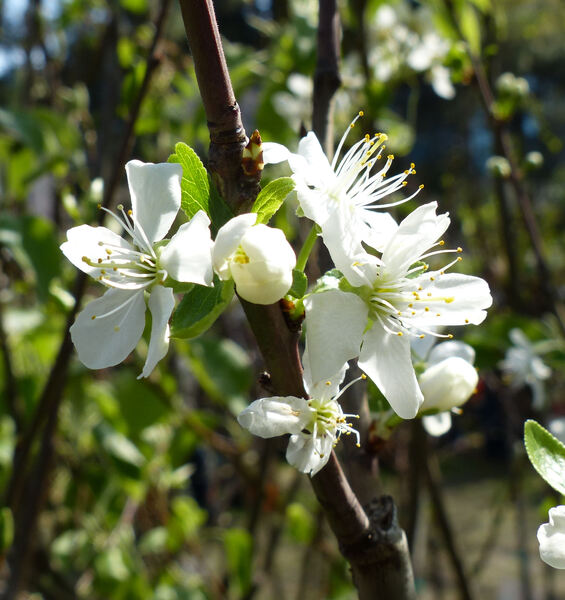 Prunus domestica L. 'Bella di Misano'