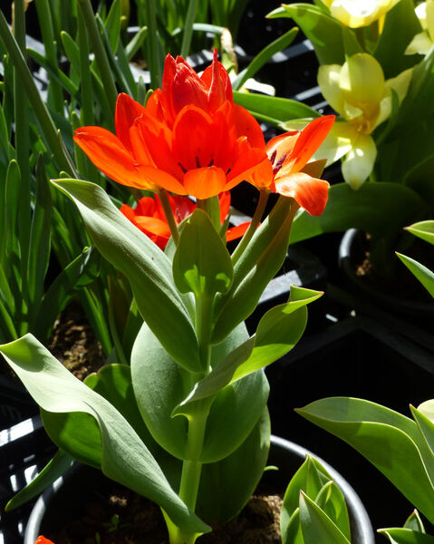 Tulipa praestans H.B.May 'Fusilier'