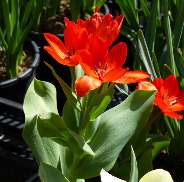 Tulipa praestans H.B.May 'Fusilier'