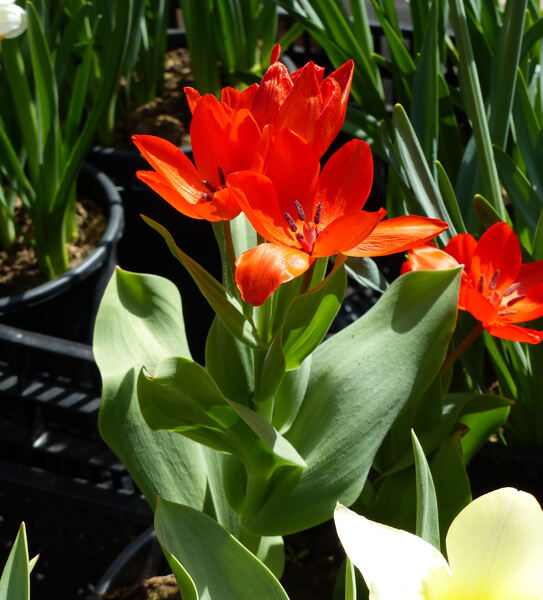 Tulipa praestans H.B.May 'Fusilier'