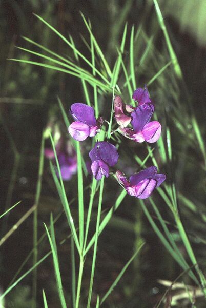 Lathyrus bauhinii Genty