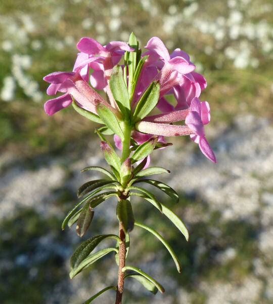 Daphne cneorum L.