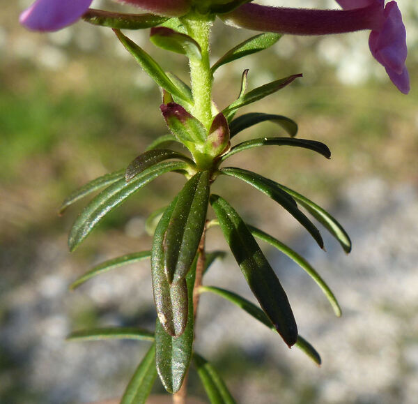 Daphne cneorum L.