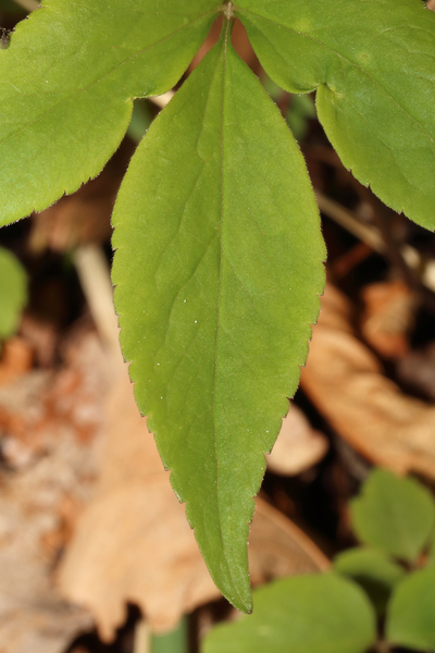 Anemonoides trifolia (L.) Holub subsp. brevidentata (Ubaldi & Puppi) Galasso, Banfi & Soldano