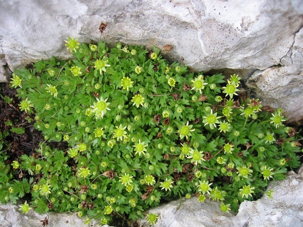 Saxifraga aphylla Sternb.