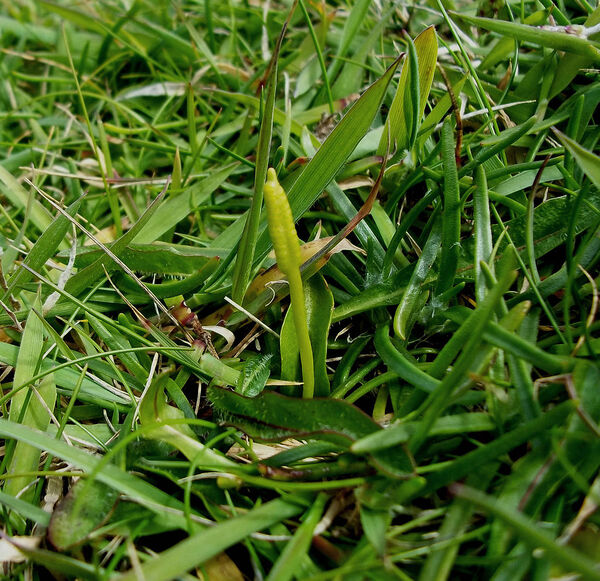 Ophioglossum azoricum C.Presl