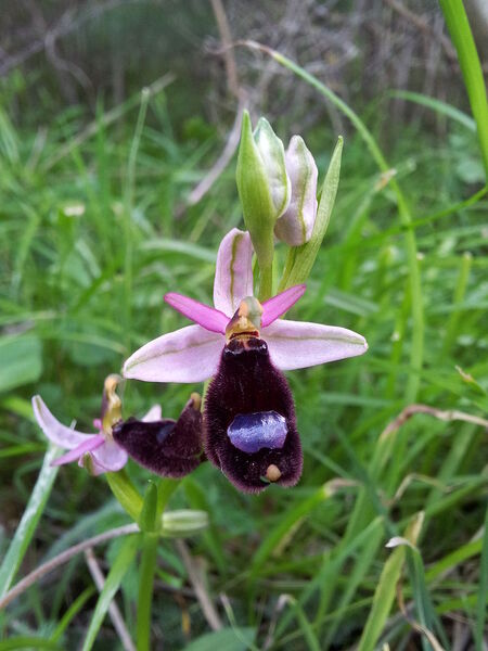 Ophrys bertolonii Moretti subsp. explanata (Lojac.) Soca