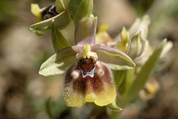 Ophrys biancae (Tod.) Macch.