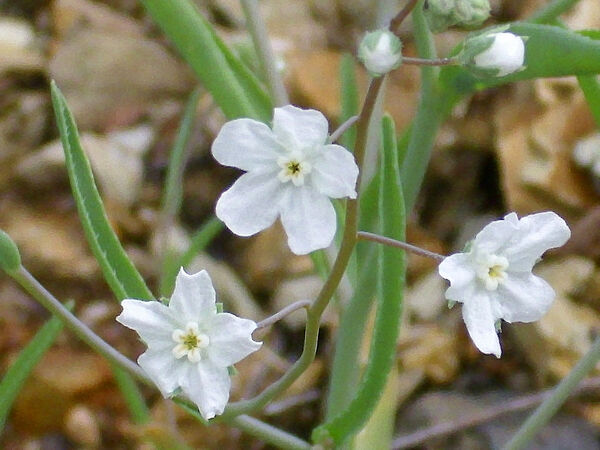 Iberodes linifolia (L.) M.Serrano, R.Carbajal & S.Ortiz