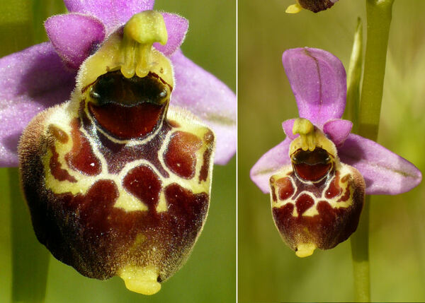 Ophrys gracilis (Büel, O.Danesch & E.Danesch) Paulus