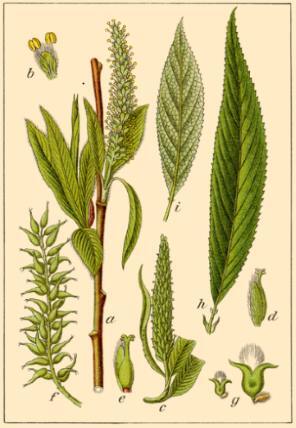 Salix euxina I.V.Belyaeva