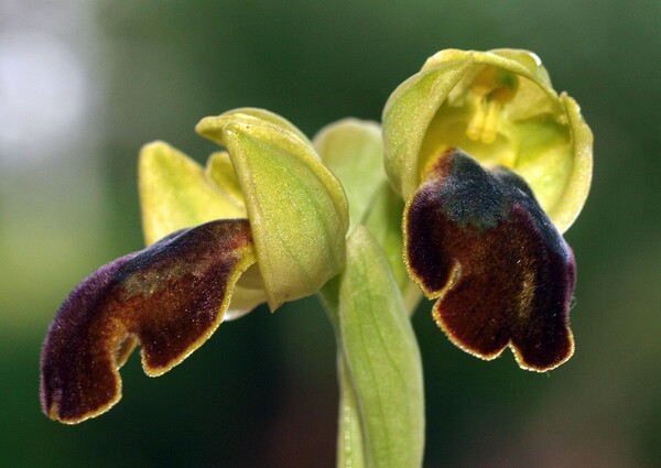 Ophrys obaesa Lojac.