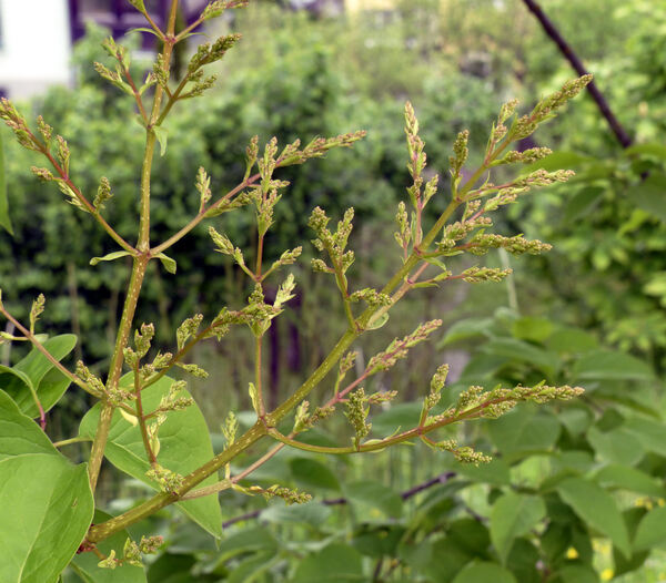 Syringa reticulata (Blume) Hara subsp. amurensis (Rupr.) P.S.Green & M.C.Chang