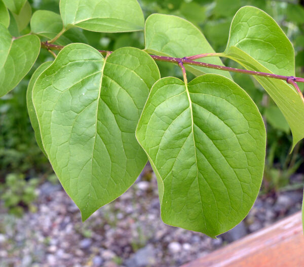 Syringa reticulata (Blume) Hara subsp. amurensis (Rupr.) P.S.Green & M.C.Chang