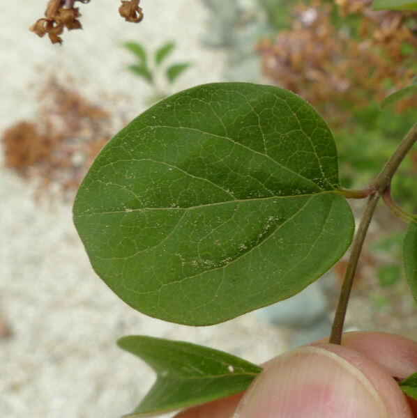 Syringa pubescens Turcz.  subsp. microphylla (Diels) M.C.Chang & X.L.Chen