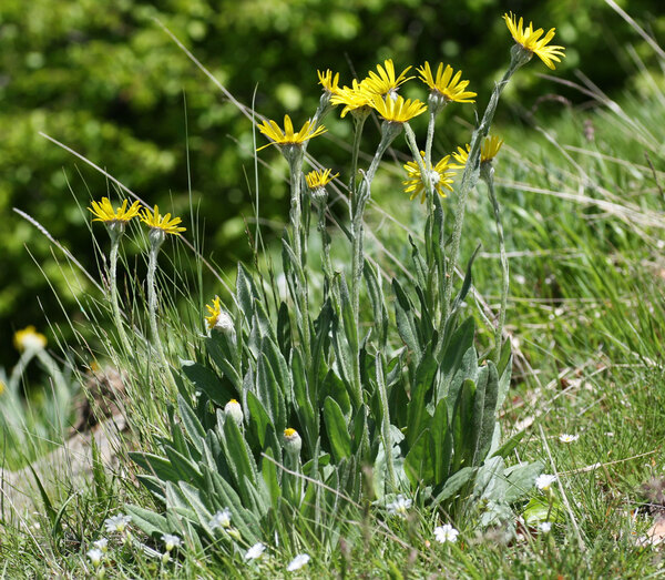 Senecio scopolii Hoppe & Hornsch. subsp. floccosus (Bertol.) Greuter Senecio scopolii Hoppe & Hornsch. subsp. floccosus (Bertol.) Greuter