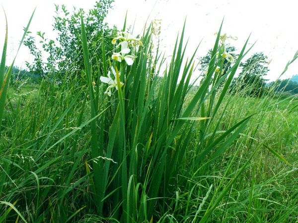 Chamaeiris orientalis (Mill.) M.B.Crespo Chamaeiris orientalis (Mill.) M.B.Crespo