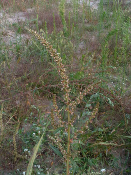Amaranthus tuberculatus (Moq.) J.D.Sauer